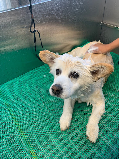 Toto's Dog Wash Self-Serve + Grooming