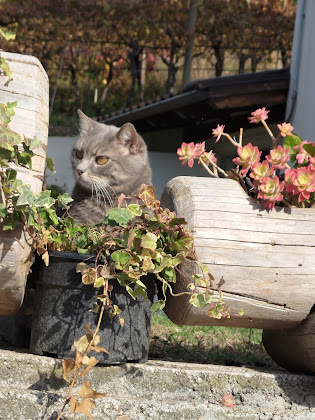 Photos des visiteurs Bed & Breakfast Cà Ulivi b&b 38061 Ala