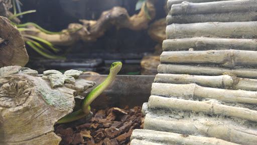 Pet Store «Animal Lovers Pet Shop», reviews and photos, 24028 Vista Montana, Torrance, CA 90505, USA