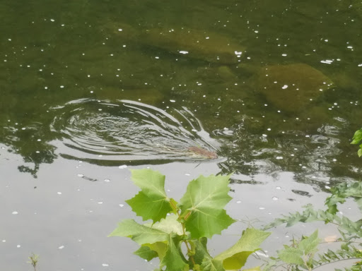 Resort «Smoke Hole Caverns», reviews and photos, 8290 N Fork Hwy, Cabins, WV 26855, USA