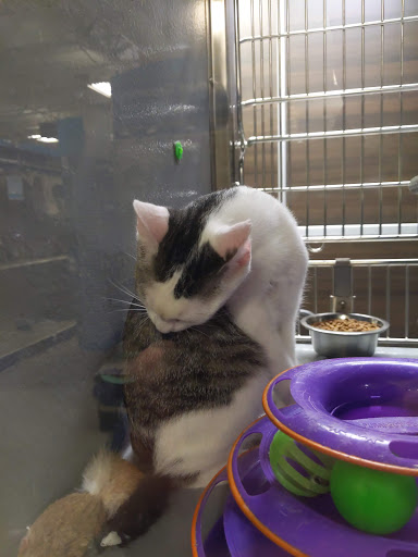 Pet Supply Store «PetSmart», reviews and photos, 3780 Riverchase Village #300, Hoover, AL 35244, USA