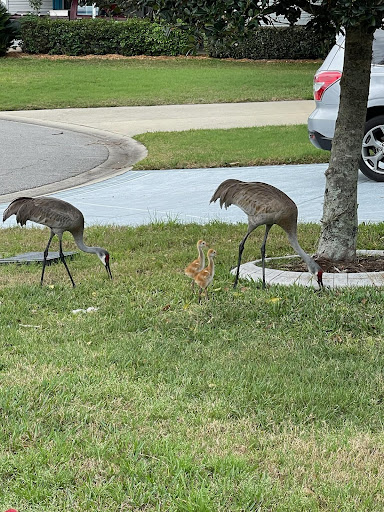 Golf Course «Crane Lakes Golf & Country Club», reviews and photos, 1850 Crane Lakes Blvd, Port Orange, FL 32128, USA