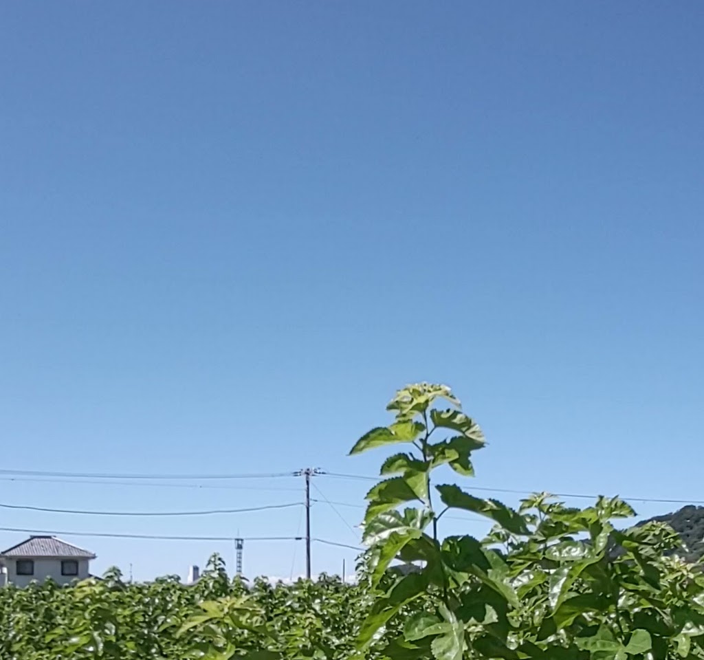 松崎桑葉ファーム直売所くわや