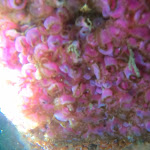 Photo n° 10 de l'avis de Arnaud.o fait le 08/09/2019 à 22:25 pour OCEANA V.S.M centre et école de plongée. Activité subaquatique, Arcachon, bassin. Atlantique, plongée à Arcachon