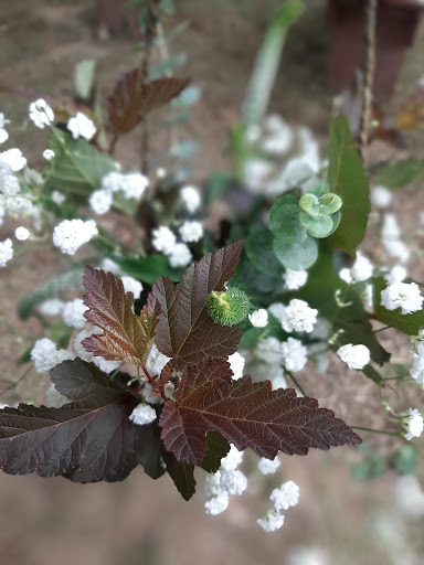 Event Venue «The Marmalade Lily», reviews and photos, 9850 Schlottman Rd, Loveland, OH 45140, USA