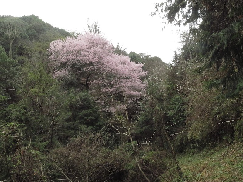 桐沢の桜