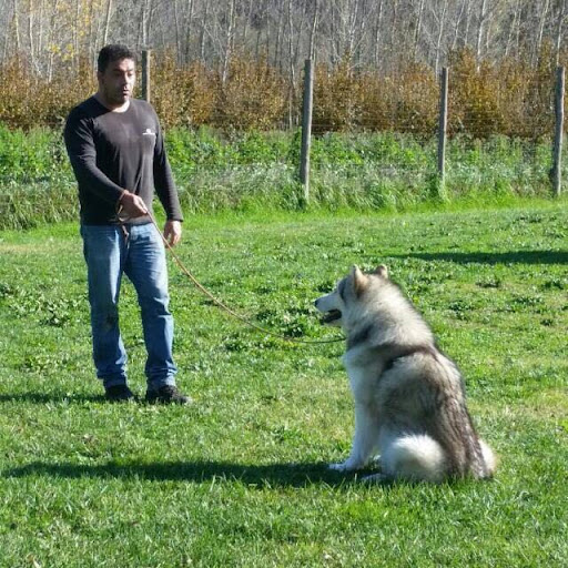 Pensioni per cani e dog hotel a Centro Happy Dog
