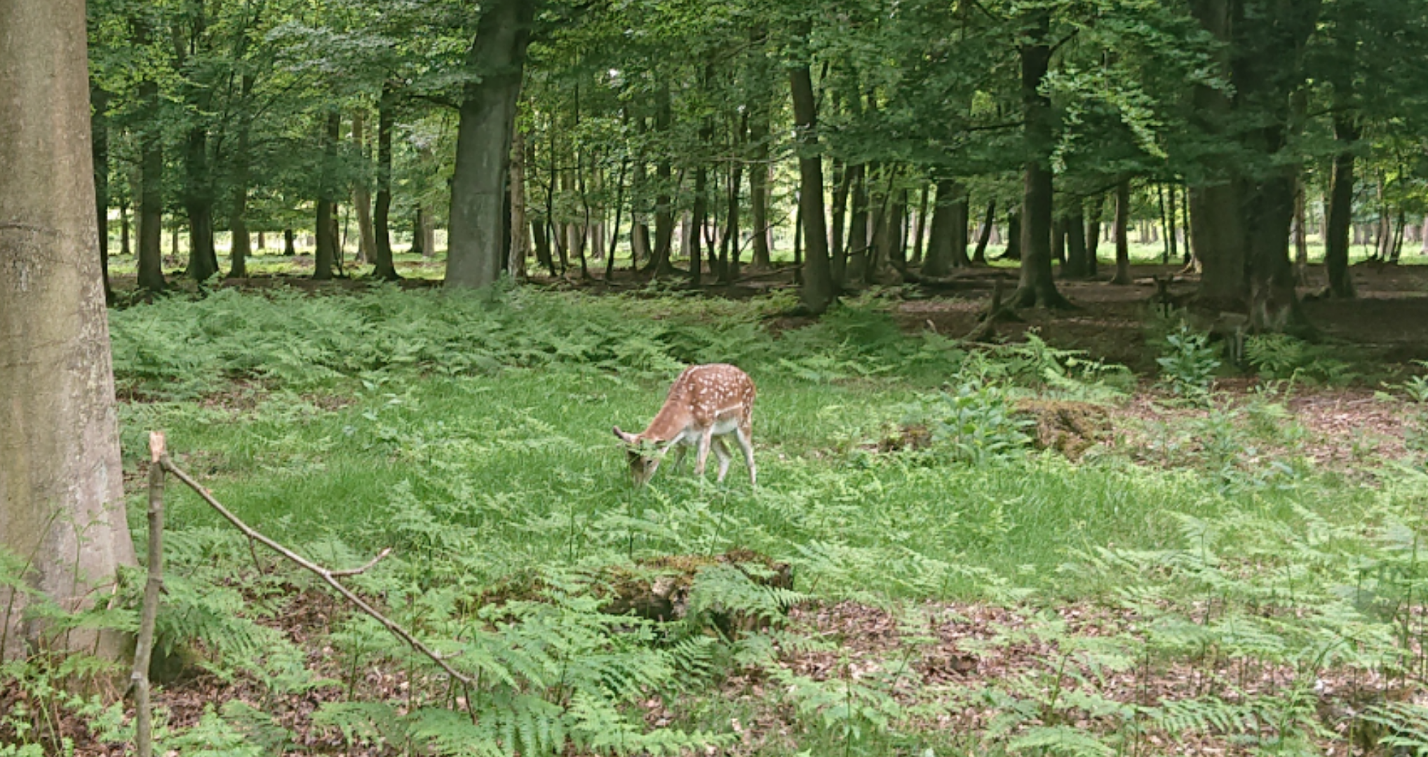 Photo n° 2 de l'avis de Nathan.r fait le 27/05/2019 à 19:06