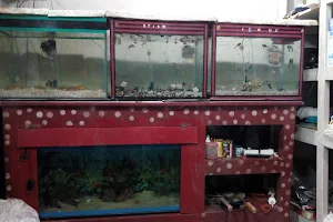 Jolpori Aquarium Shop image