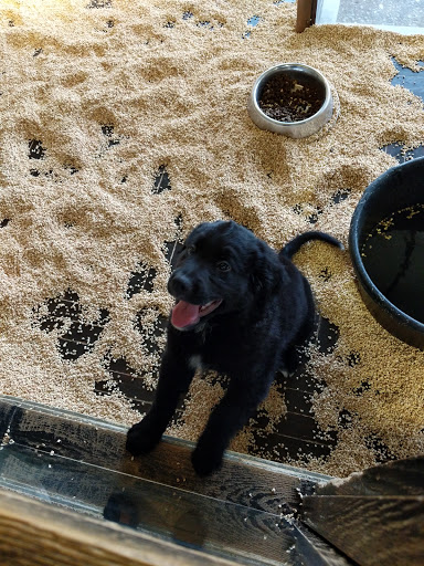 Pet Store «Critter Cabana», reviews and photos, 516 E 1st St, Newberg, OR 97132, USA