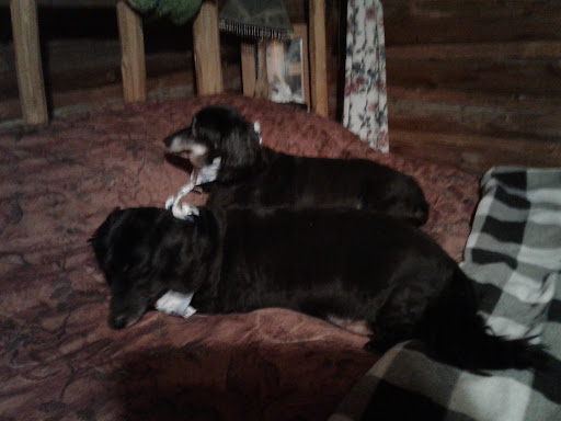 Paddy Paws Dog Grooming