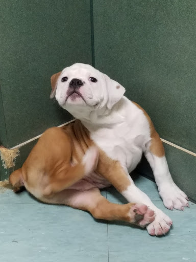 Pet Store «Petland», reviews and photos, 2123 Old Hudson Rd, St Paul, MN 55119, USA