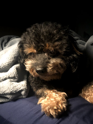 Pet Supply Store «Petco Animal Supplies», reviews and photos, 810 Kingwood Dr, Kingwood, TX 77339, USA