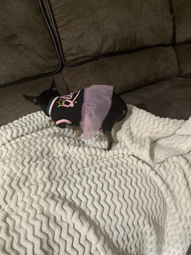 Pet Groomer «Furry Tails Pet Grooming», reviews and photos, 865 Cypress Pkwy, Poinciana, FL 34759, USA