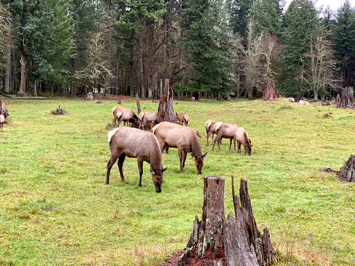 Zoo «Northwest Trek Wildlife Park», reviews and photos, 11610 Trek Dr E, Eatonville, WA 98328, USA