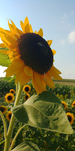 Windy Heights Farm Market