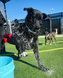 Pet Paradise Charlotte - Photo 2 - Car repair in Charlotte, NC, Charlotte