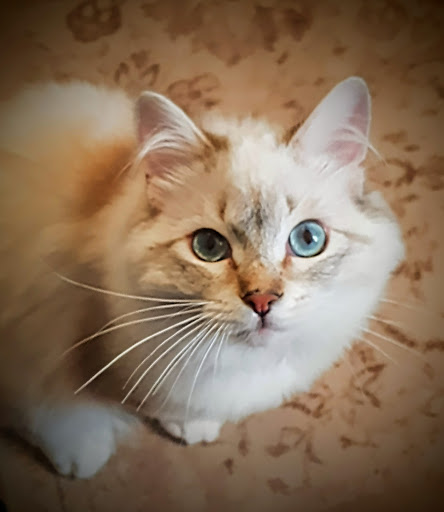 Dr. Lydia Hildebrandt unter Mülsen, Sachsen