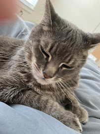 Bees Ferry Veterinary Hospital - Photo 7 - Car repair in Charleston, SC, North Charleston