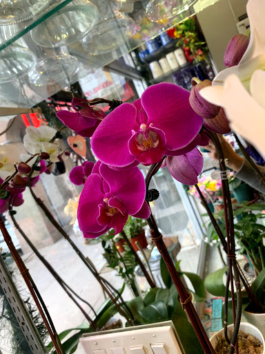Florist «Studio Arts Florist», reviews and photos, 106-14 71st Ave, Forest Hills, NY 11375, USA