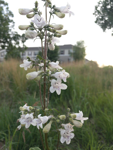 Park «Huset Park», reviews and photos, 3965 Jefferson St NE, Columbia Heights, MN 55421, USA