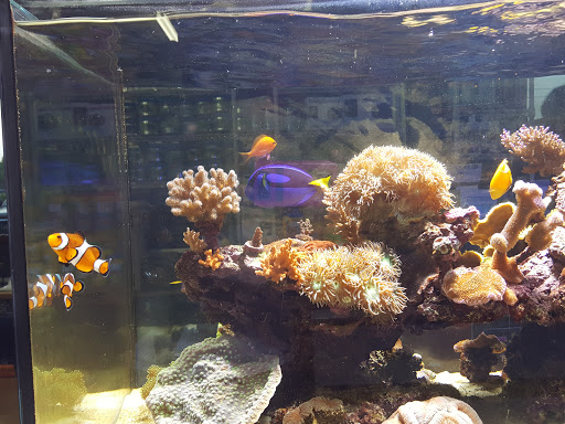 Aquarium «P&P Tropical Fish», reviews and photos, 5020 Ball Rd, Cypress, CA 90630, USA