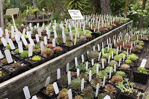 Roraima Nursery image