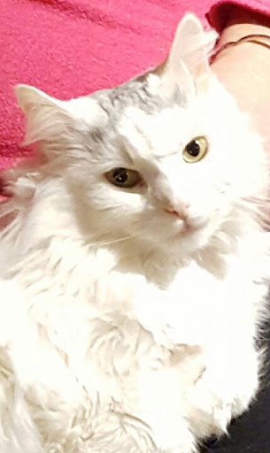 Pet Supply Store «PetSmart», reviews and photos, 4004 US-130, Delran, NJ 08075, USA