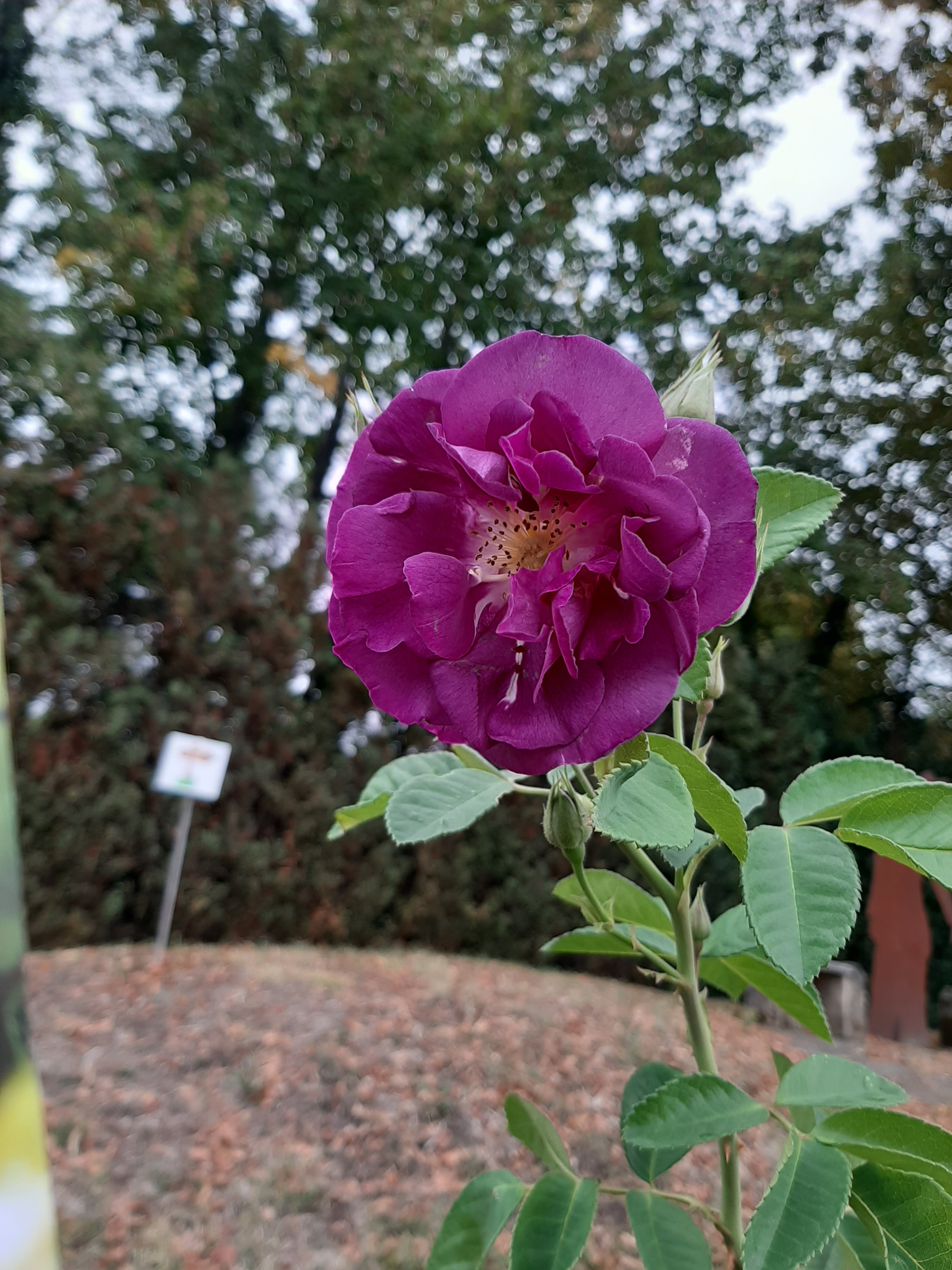Photo n° 2 de l'avis de DESBIOLLES.A fait le 27/09/2020 à 17:49