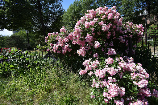 Park «Titus Sparrow Park», reviews and photos, 200 W Newton St, Boston, MA 02118, USA