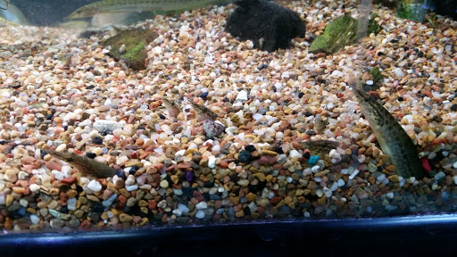 Fish Store «Aquatek Tropical Fish», reviews and photos, 8023 Burnet Rd # 1, Austin, TX 78757, USA