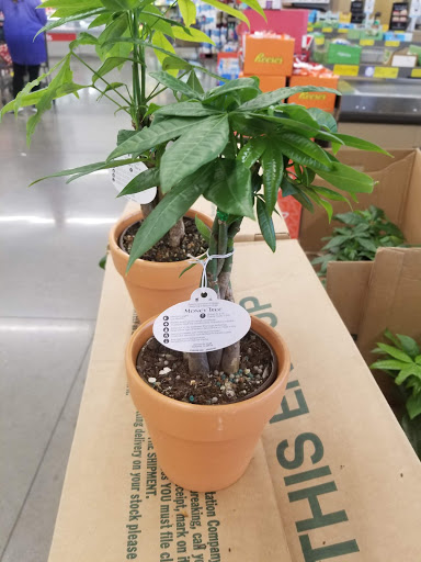 Supermarket «ALDI», reviews and photos, 1585 W Main St, Lewisville, TX 75067, USA