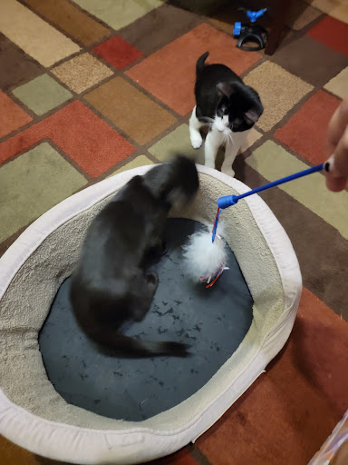 Pet Supply Store «PetSmart», reviews and photos, 1743 Martin Luther King Blvd, Houma, LA 70360, USA