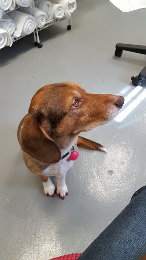 Pet Groomer «Good Dog Legacy LLC», reviews and photos, 19366 Robinwood Ln, Covington, LA 70433, USA