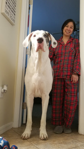 Veterinarian «PetCoral Resort and Veterinary», reviews and photos, 924 Del Prado Blvd, Cape Coral, FL 33990, USA