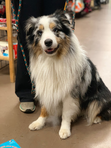 Pet Supply Store «Unleashed the Dog & Cat Store», reviews and photos, 7414 Creedmoor Rd, Raleigh, NC 27613, USA