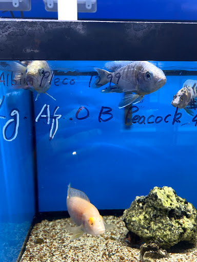 Pet Store «Aqua World Pet Super Center», reviews and photos, 8143 Ohio River Blvd, Pittsburgh, PA 15202, USA