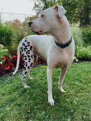 Pet Groomer «Ufuri Pet Salon», reviews and photos, 235 Huron Ave, Port Huron, MI 48060, USA