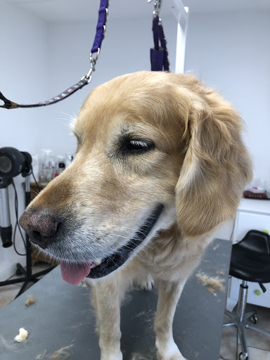 Hundesalon Ottweiler unter Ottweiler, 