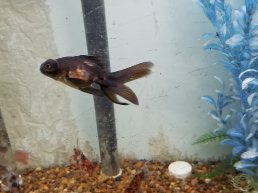 Pet Store «Critter Corner Pet Shop», reviews and photos, 1796 E Vaile Ave, Kokomo, IN 46901, USA