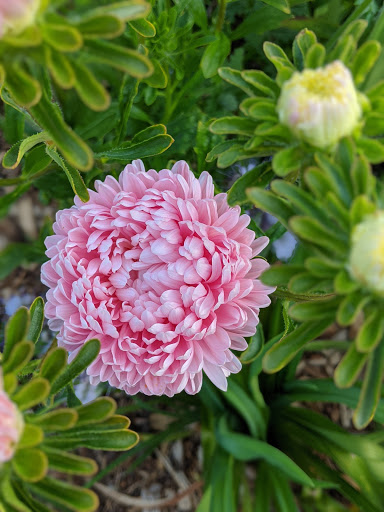 Park «Kirke Park», reviews and photos, 7028 9th Ave NW, Seattle, WA 98117, USA