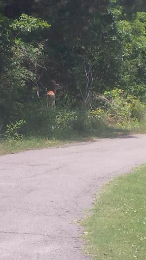 Park «Smyrna Parks & Recreation Department», reviews and photos, 100 Sam Ridley Pkwy E, Smyrna, TN 37167, USA