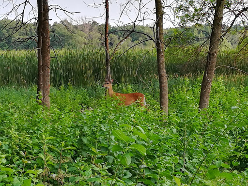 Nature Preserve «Westwood Hills Nature Center», reviews and photos, 8300 W Franklin Ave, St Louis Park, MN 55426, USA