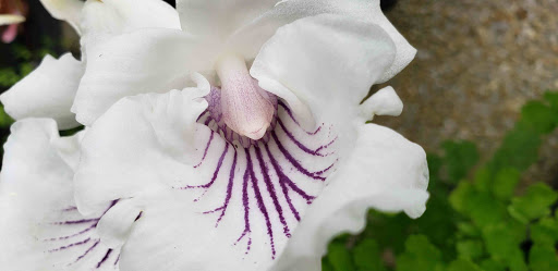 Auto Repair Shop «Next Generation Mechanic», reviews and photos, 4004 Pulaski Hwy, Abingdon, MD 21009, USA