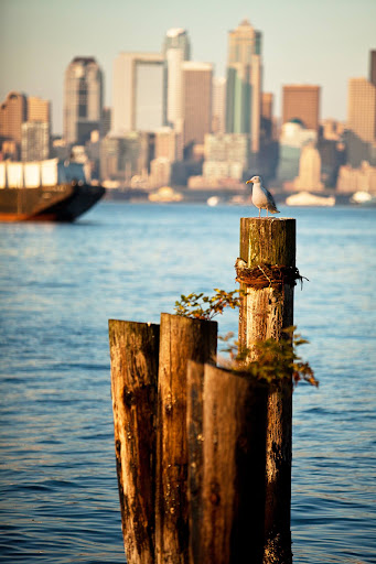 Gift Shop «Alki Surf Shop», reviews and photos, 2622 Alki Ave SW, Seattle, WA 98116, USA