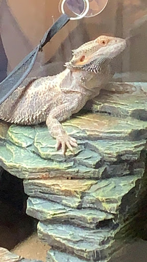 Pet Store «Species Pet Supply», reviews and photos, 1935 W Brandon Blvd, Brandon, FL 33511, USA