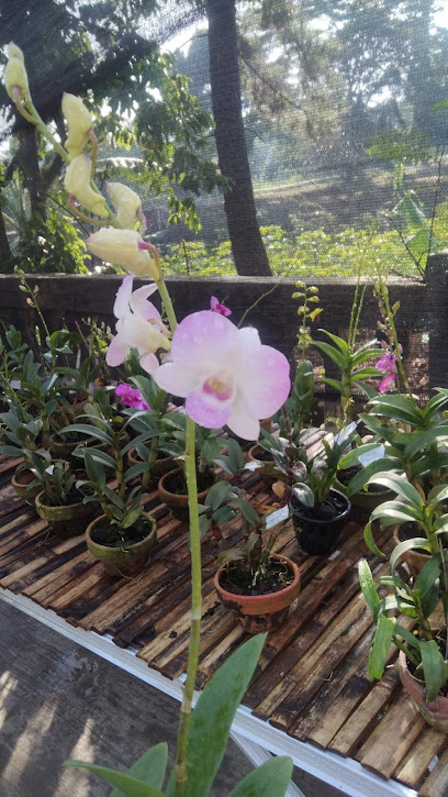 OrchidPedia