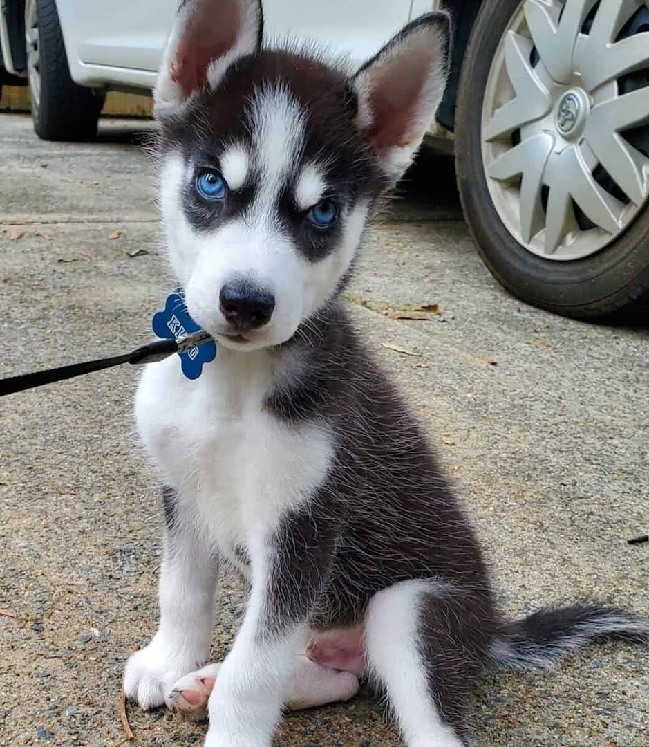 Husky Puppies For Sale.