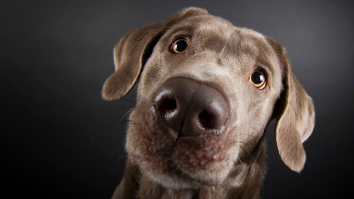 Labrador von den Silbersternen