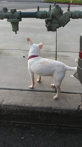 Pet Store «Yuppie Puppies Pet Shop», reviews and photos, 1218 Magnolia Ave, Corona, CA 92881, USA